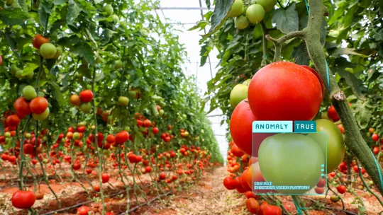 可持续番茄种植的智能农业图像处理解决方案